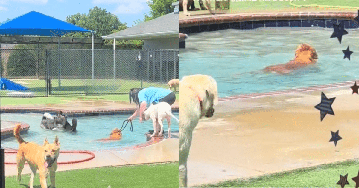 Golden Retriever Causes Adorable Scene by Refusing to Leave Daycare
