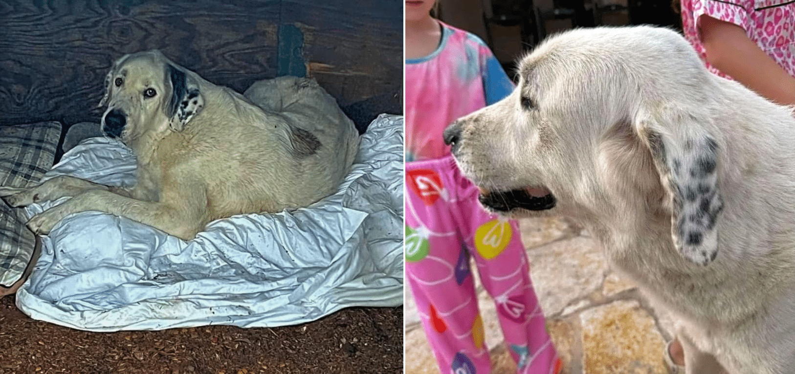 Suffering, & Overlooked: Now, This Gentle Giant Needs His Army Behind Him