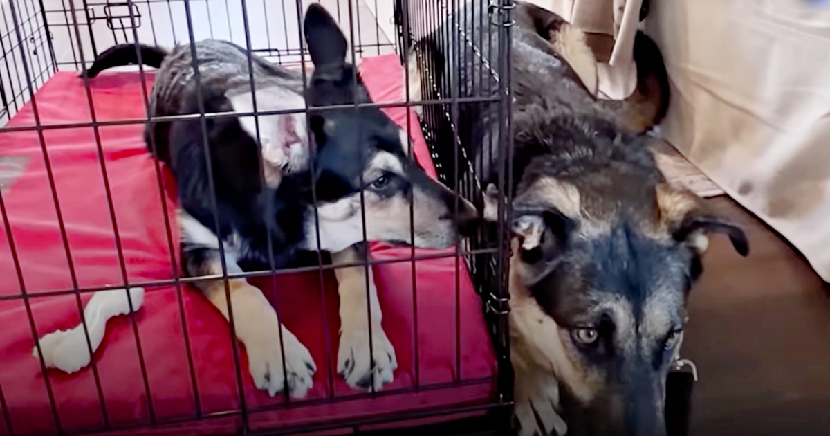 Mom Lays Beside Her Puppy’s Crate But They Don’t Know They’re Reunited