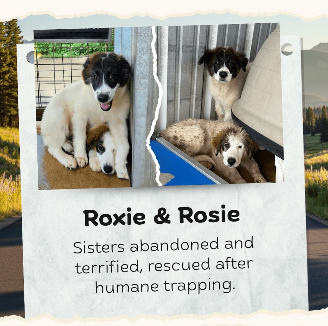 Roxie & Rosie - Sisters abandoned and terrified, rescued after humane trapping.