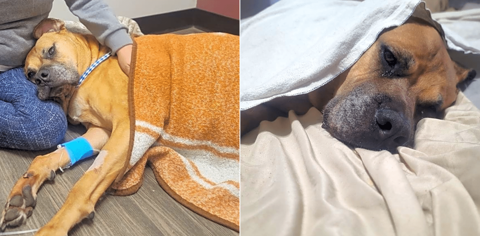 A Tumor Has Left Buddy On Death's Door. Will You Support His Costly Treatment?