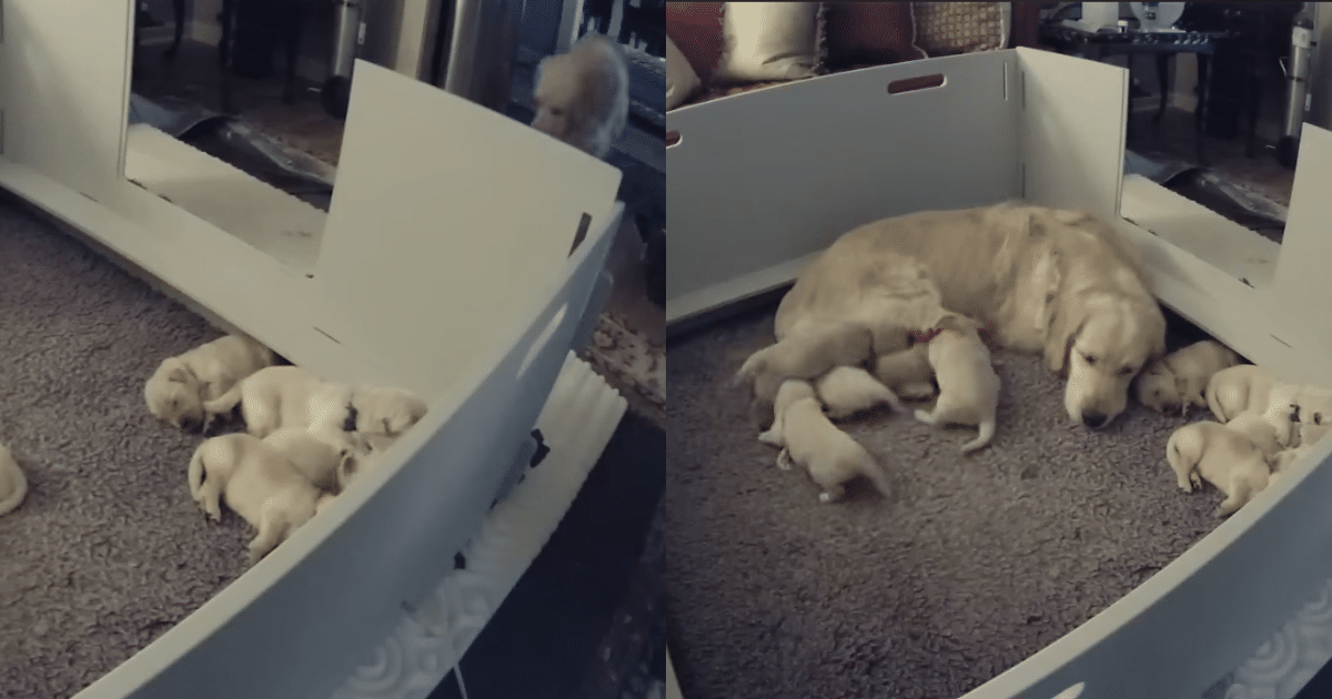 Dog Mom’s Sweet Instincts ‘Shine’ When Newborn Puppy Struggles to Find Her