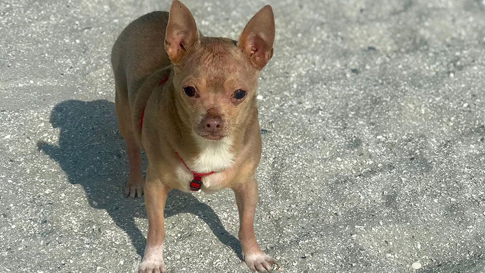 I Gave CBD Oil To My 12 Year Old Arthritic Dog Who Lost His Mobility. Here’s What Happened.