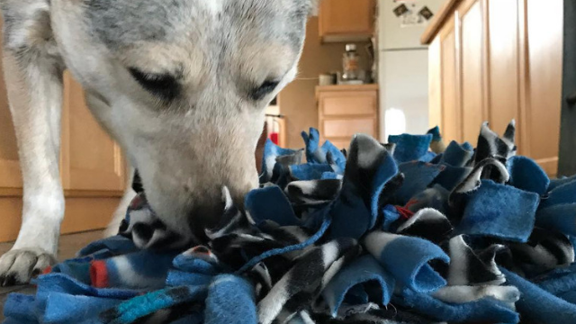 How Snuffle Mats Can Function As Slow Feeders