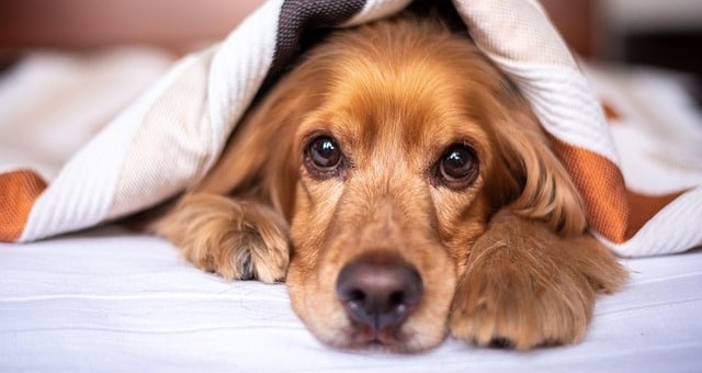 Vet-Trusted, Drug-Free Relief for Dogs?