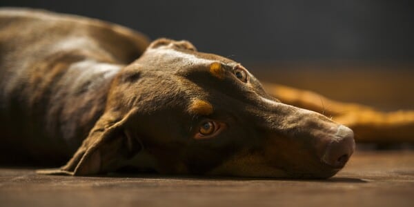 Pair Tied Their Sickly, Starving Dog to a Bathtub