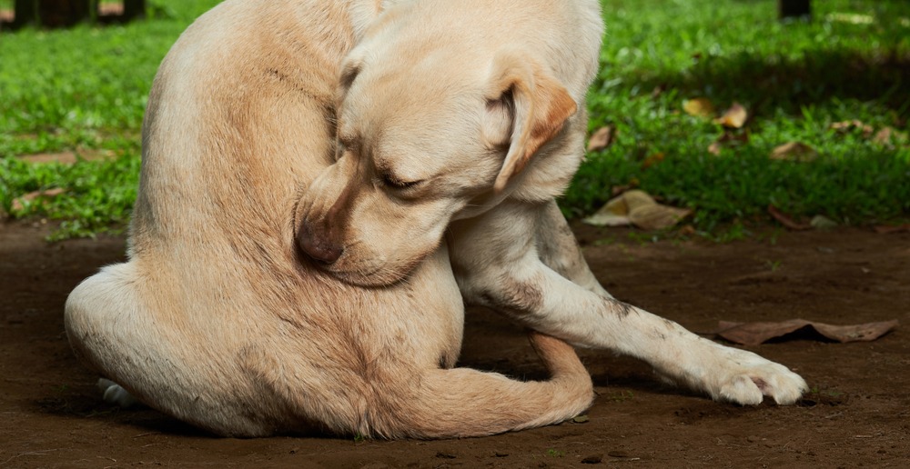 Say Goodbye to Dog Allergies: Learn How a DNA Test Can Help
