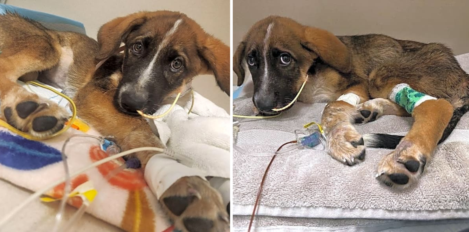 This Sad Puppy Wandered Onto a Stranger's Porch and Nearly Died