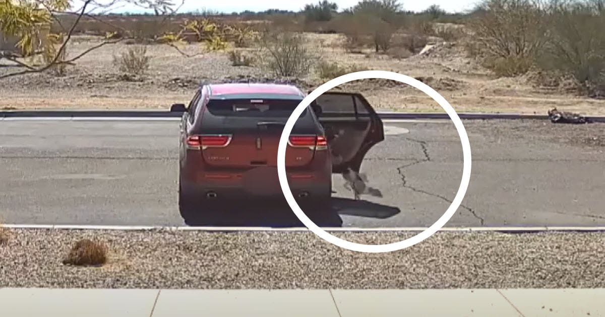 ‘Disturbing’ Video Shows Driver Abandoning Dog And Then Saying ‘Bye-Bye’ Before Speeding Off