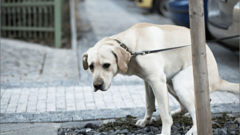 A Veterinarian Shares 10 Critical Warning Signs Of Cancer in Dogs