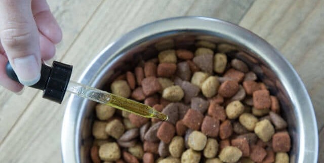 How Often Can I Give My Dog CBD Oil For Stress?