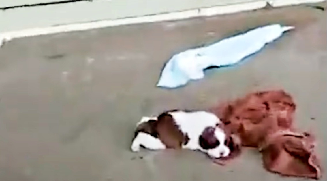 Wounded And Alone, Puppy Climbed Onto Abandoned Porch, Dreamt Of His Angels