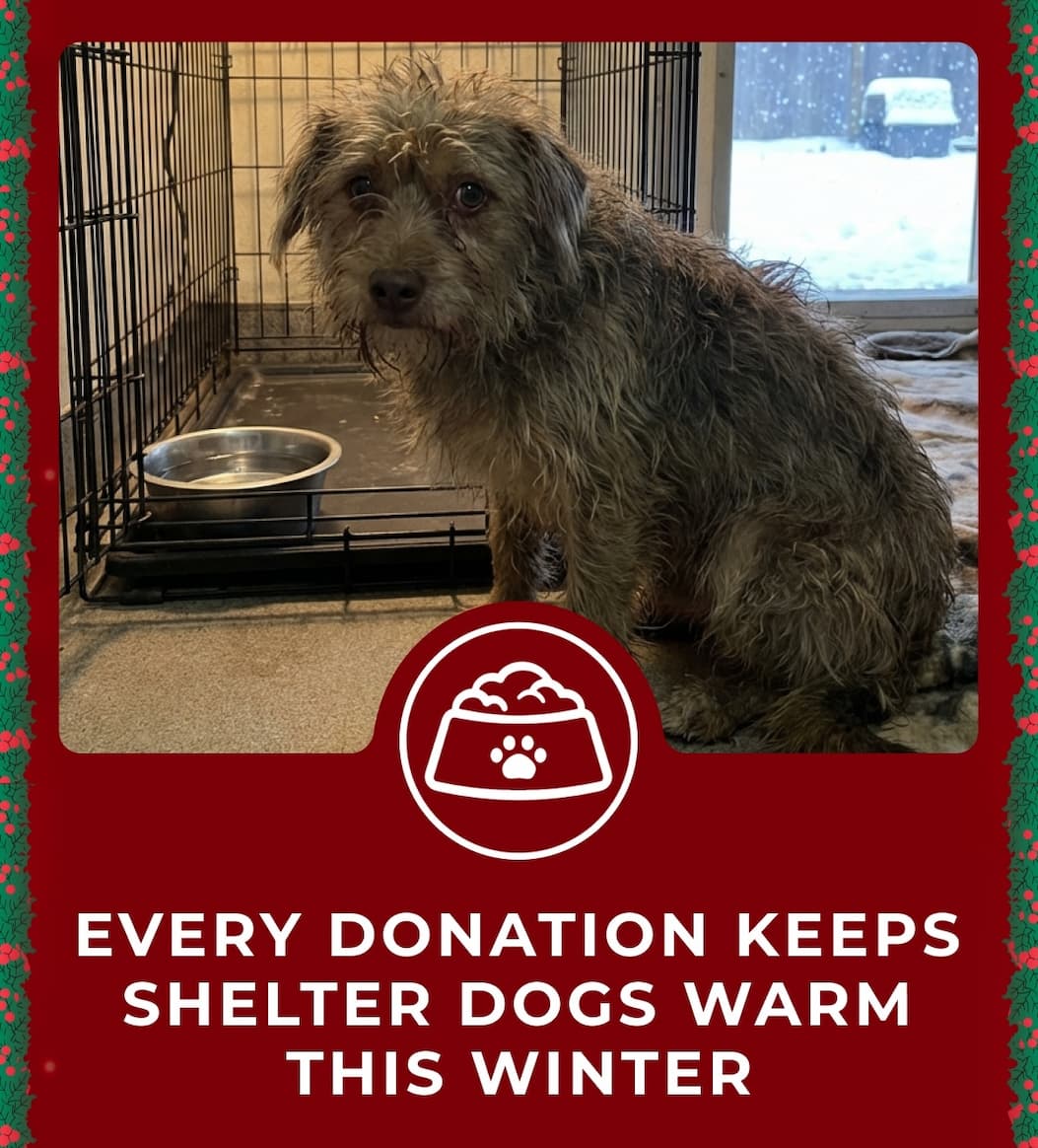 Every Purchase Helps Feed Hungry Shelter Dogs