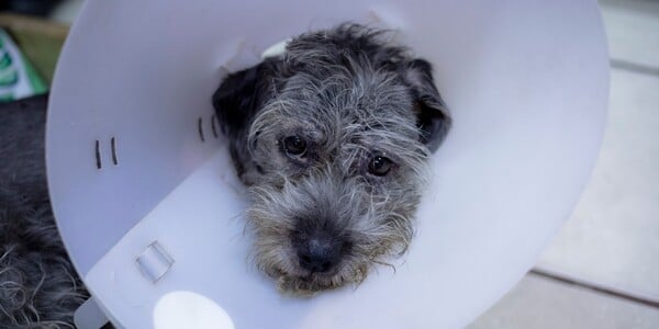 Mobile Grooming Company Left Dog Severely Wounded, But Refuses to Take Responsibility