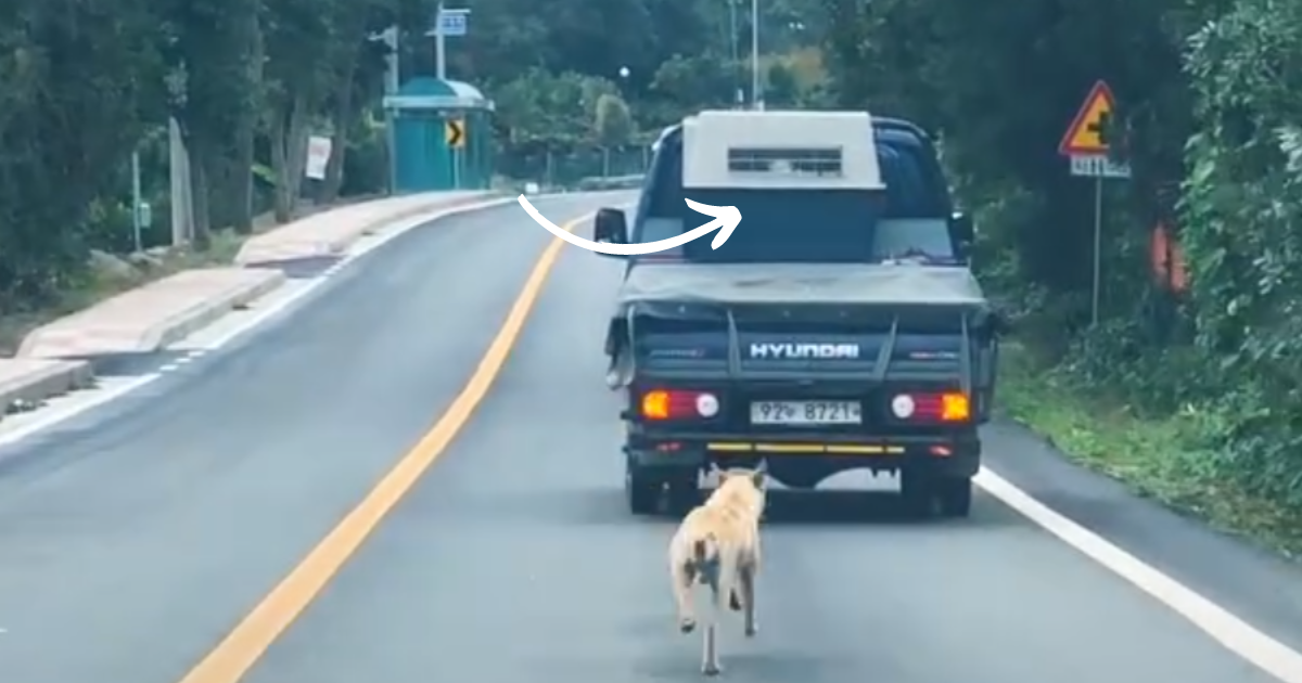 Stray Mother Dog Desperately Chases Truck to Stay With Her Puppies