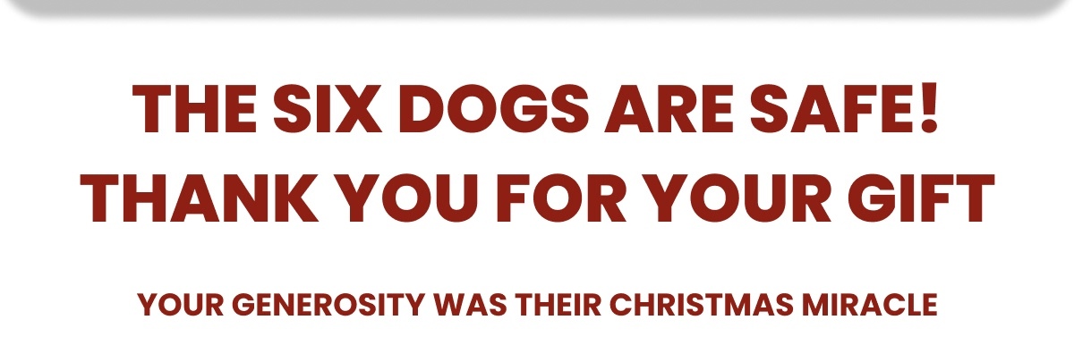The Six Dogs Are Safe! Thank You For Your Gift - Your Generosity Was Their Christmas Miracle
