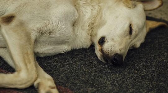 He Says It Was an Accident — But the Loss of Two Dogs Demands Answers