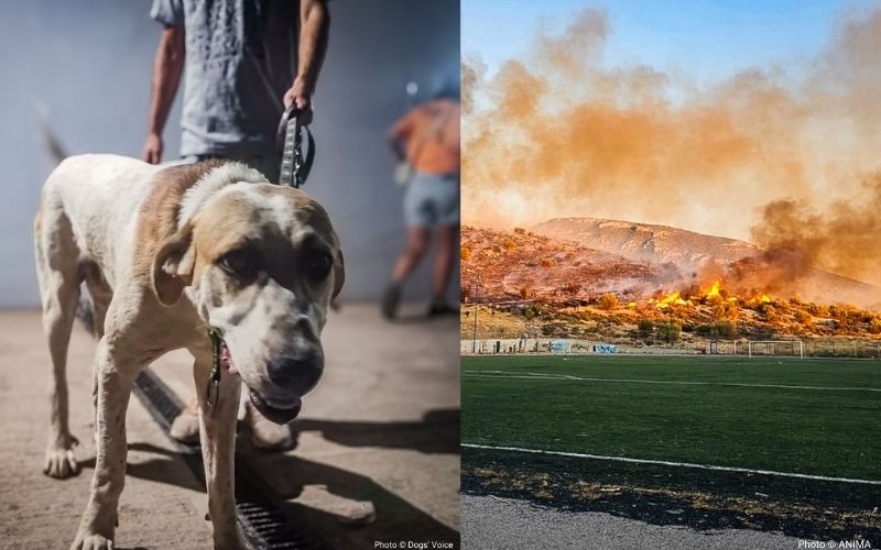 Scared dog flees from fire.