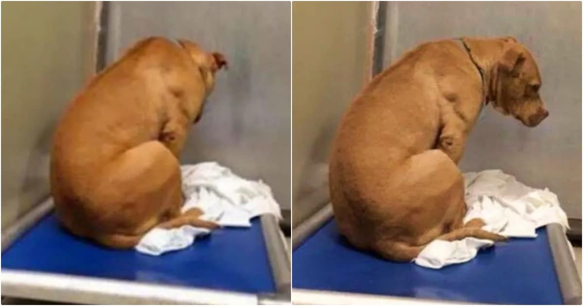 Dog Sullenly Stares At Wall After Adoption Fell Through