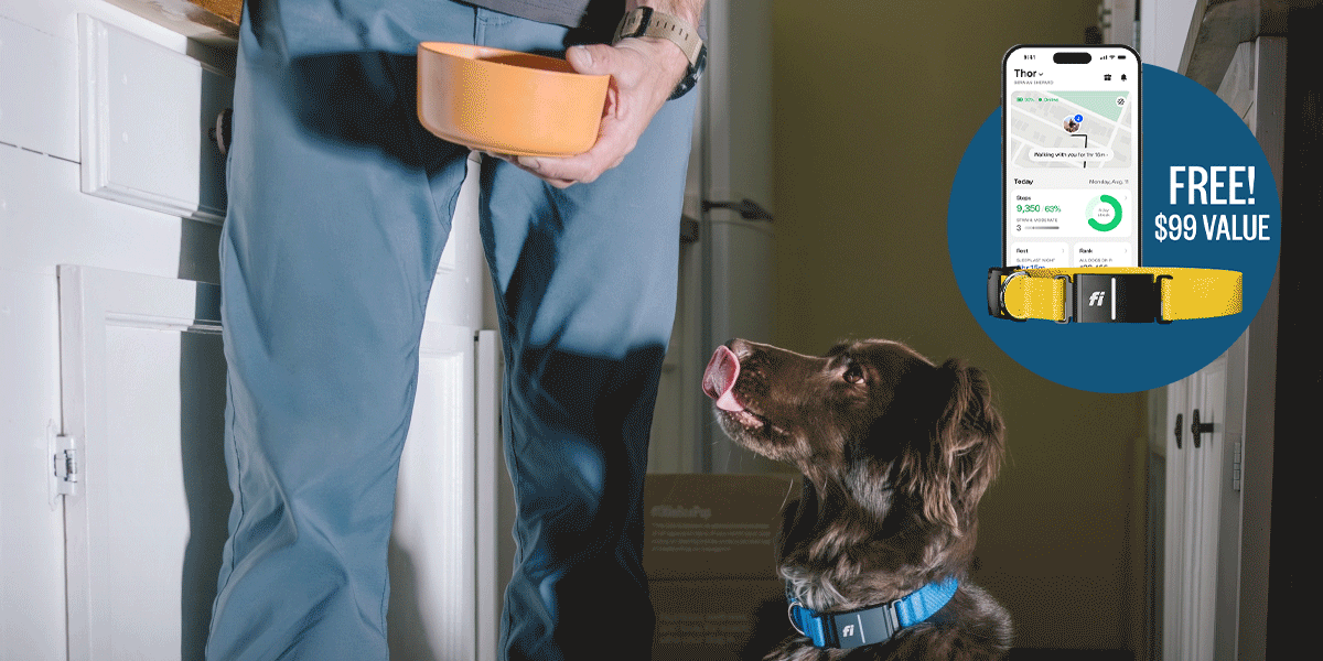 FREE Fi Series 3+ Smart GPS Collar