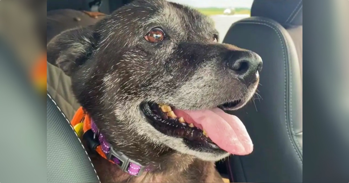 Rescuers Find Senior Dog In Public Restroom With A Message From Her Owner