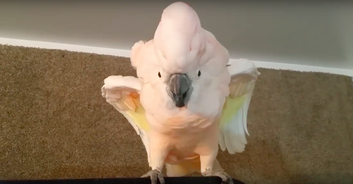 Cockatoo Refuses To Go To Her Cage, Throws Hilarious 'Temper Tantrum'