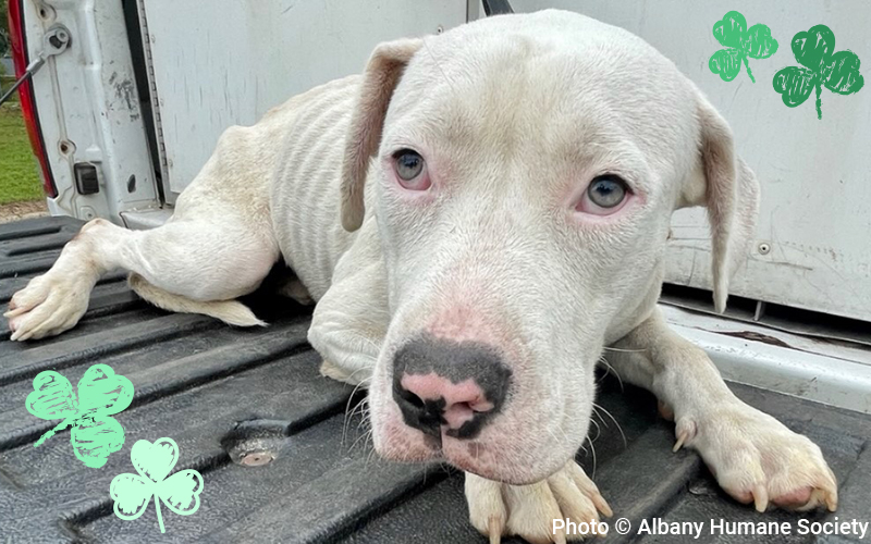Malnourished dog looking at camera.