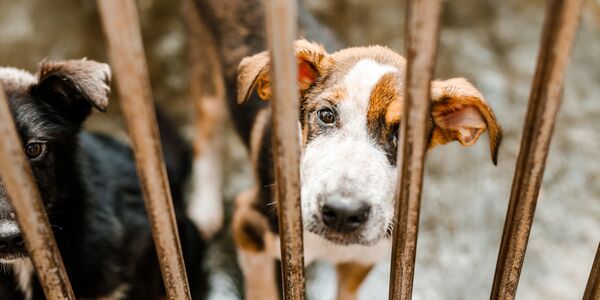 Dogs Saved From Misery. Now, the Abuser Wants Them Back