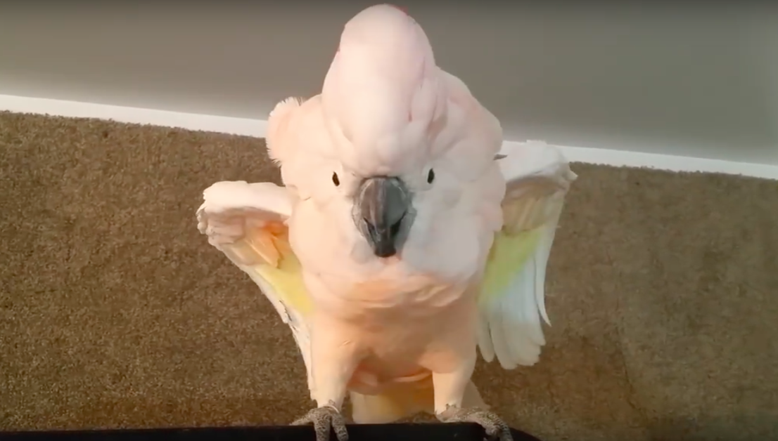 Cockatoo Refuses To Go In Her Cage, Throws Hilarious ‘Temper-Tantrum’