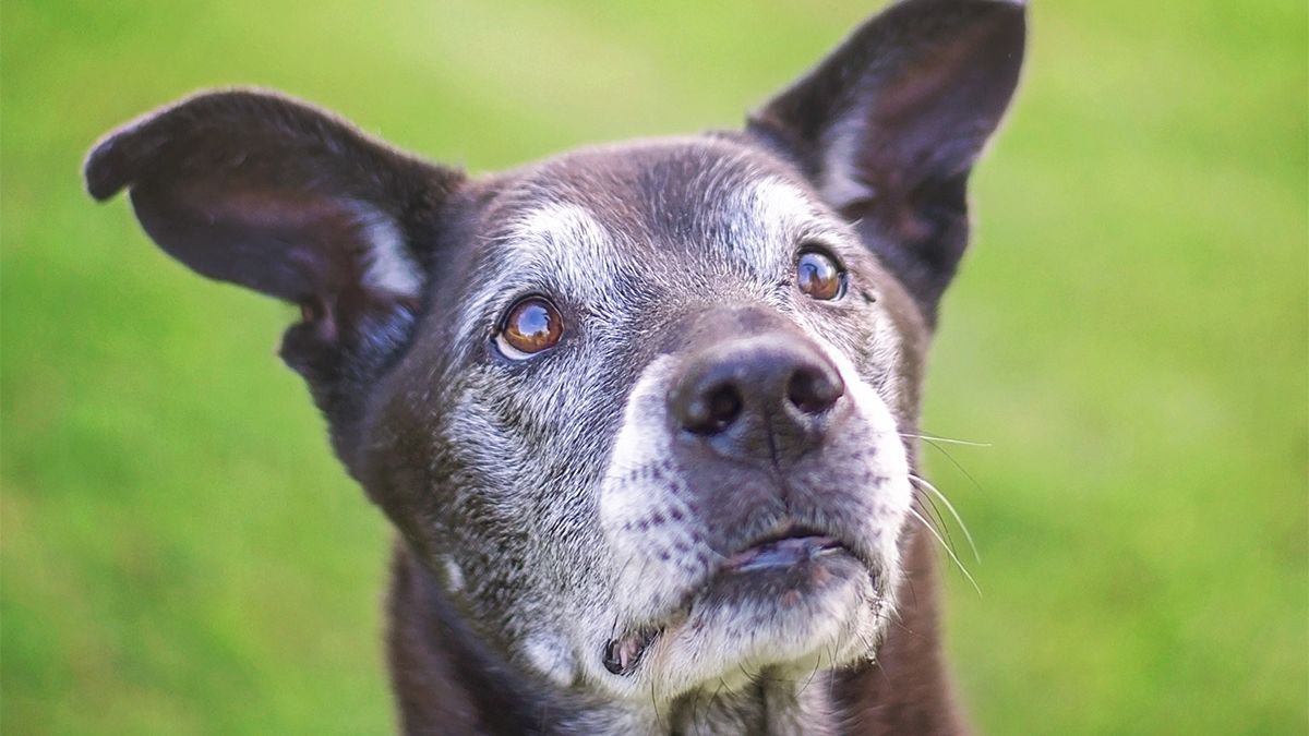 Can CBD Help My Aging Dog?