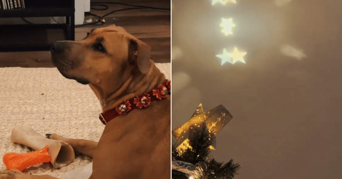 Rescue Dog Sees a Christmas Tree for the First Time, Her Reaction Warms the Internet