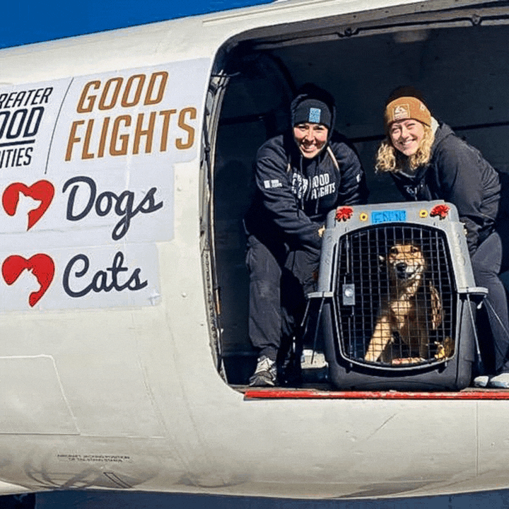 Rescue dog getting unloaded and her way to her second chance at life. 