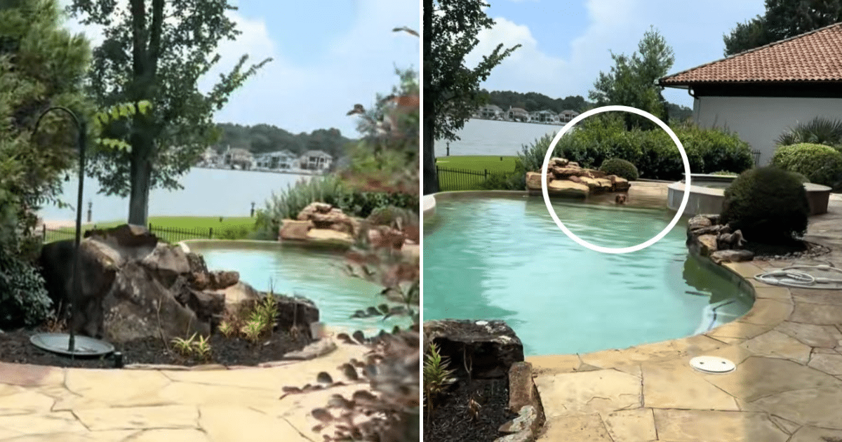 Golden Retriever Caught Sneaking Into Neighbor’s Pool, Again – In Neighbor’s Pool