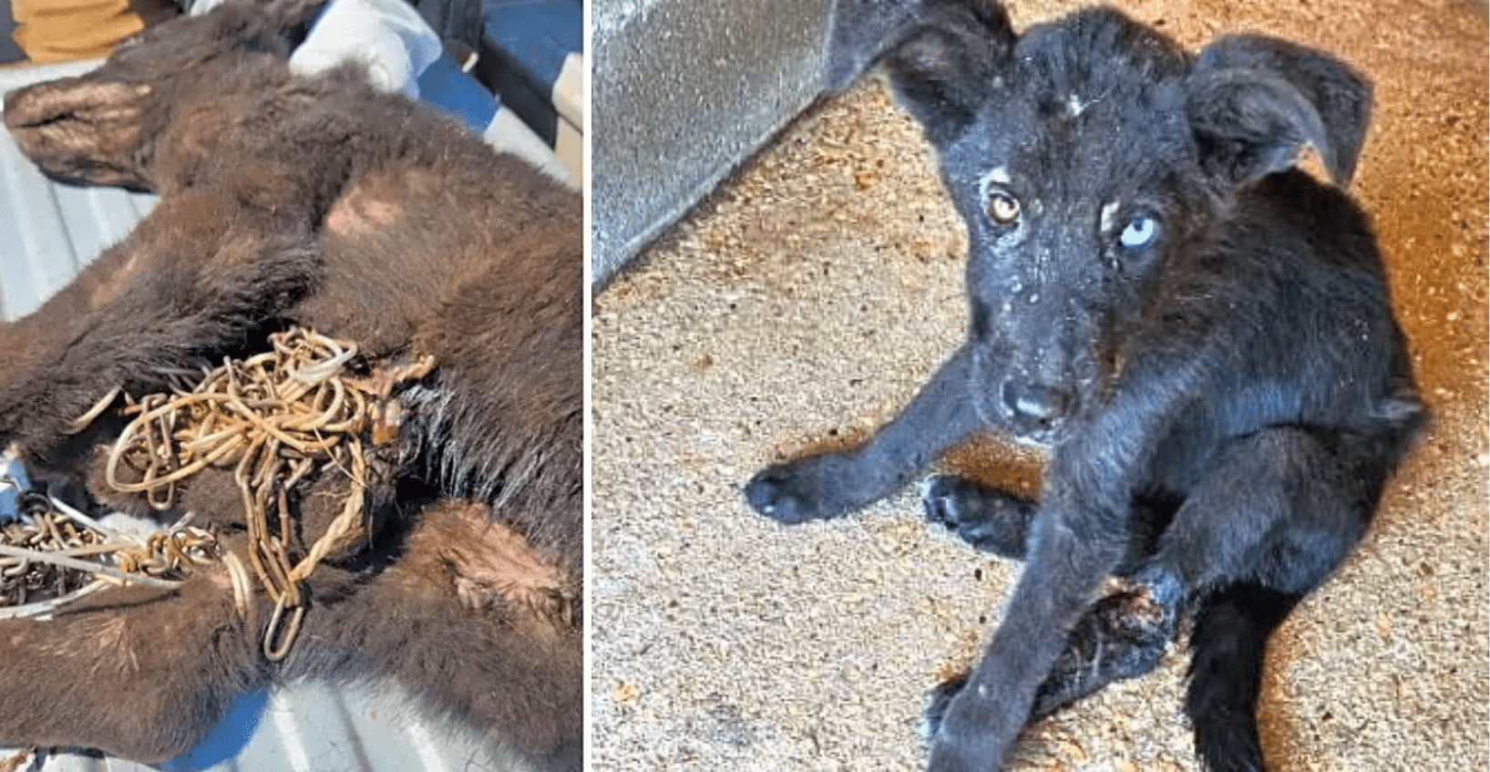 Champion Was Found Bound in Chains: Sick, Starving & Wounded