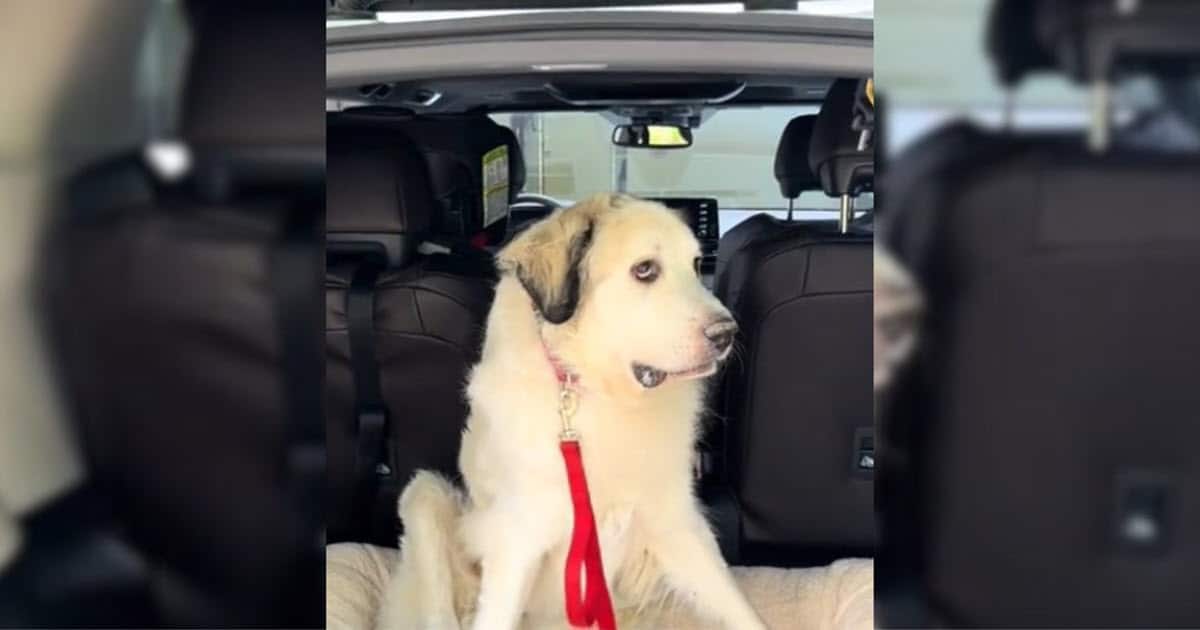 Special Needs Dog Overlooked at Adoption Event Because Of His Condition