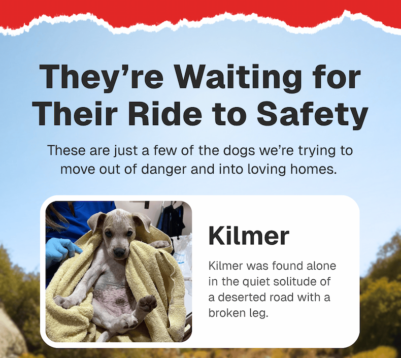 They're waiting for Their Ride to Safety. These are just a few of the dogs we're trying to move out of danger and into loving homes. Meet Kilmer. Kilmer was found alone in the quiet solitude of a deserted road with a broken leg. 
