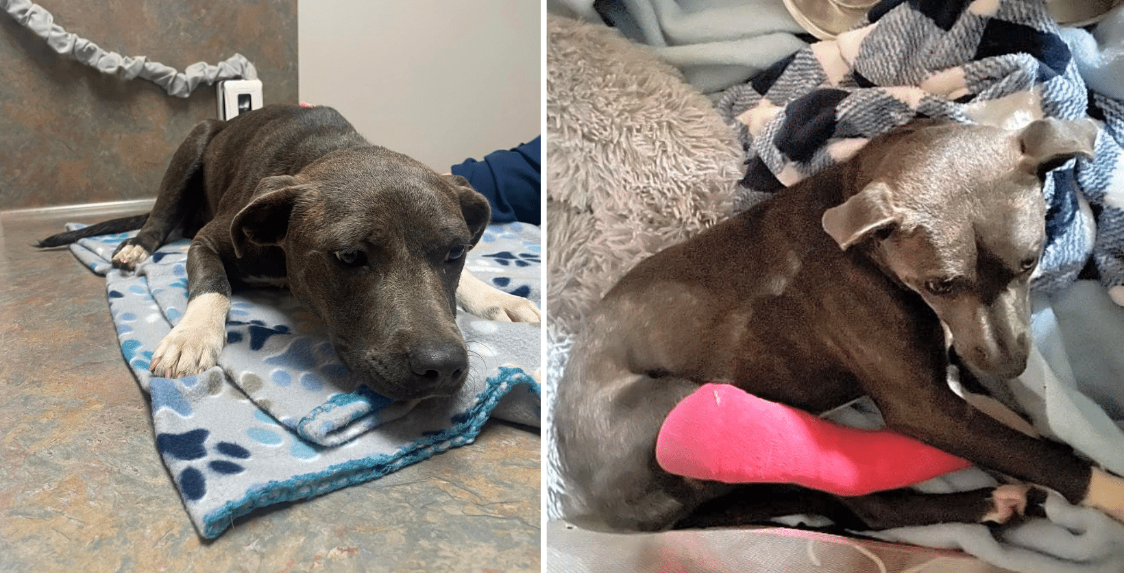 London's Cruel Owner Threw Her Off A Bridge Like Trash