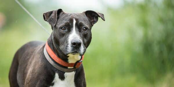 Just One Day After Adoption, This Dog’s Life Was Cruelly Taken