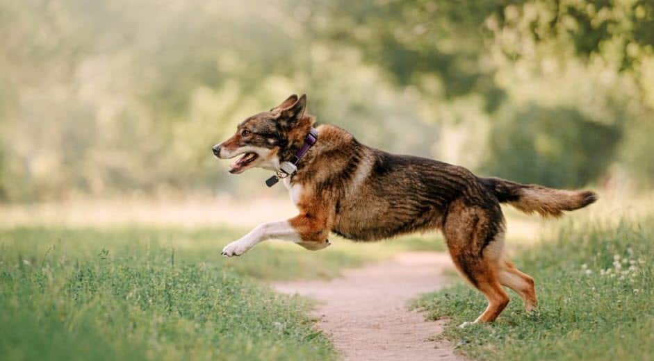 Keep Your Dog Safe Outdoors With These Wireless & GPS Dog Fences