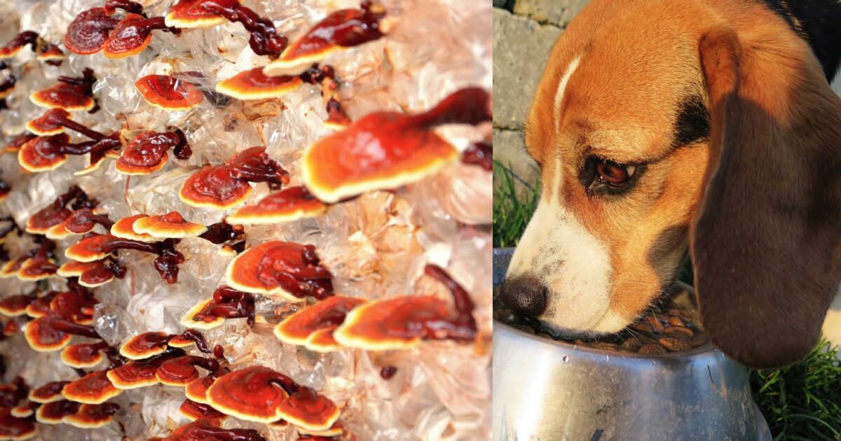 They Call Them “Shrooms” For Dogs – And They Help Boost Their Immune System