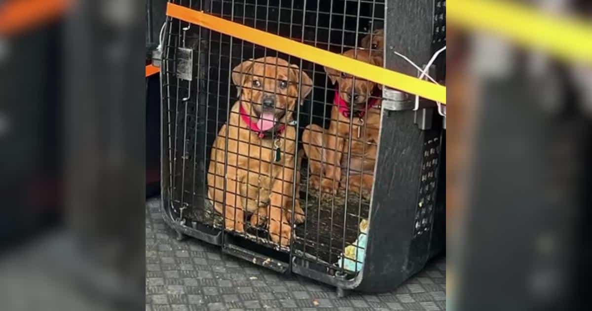 Tired and Shaken, 19 Dogs Rescued From Wildfires Finally Find Calm