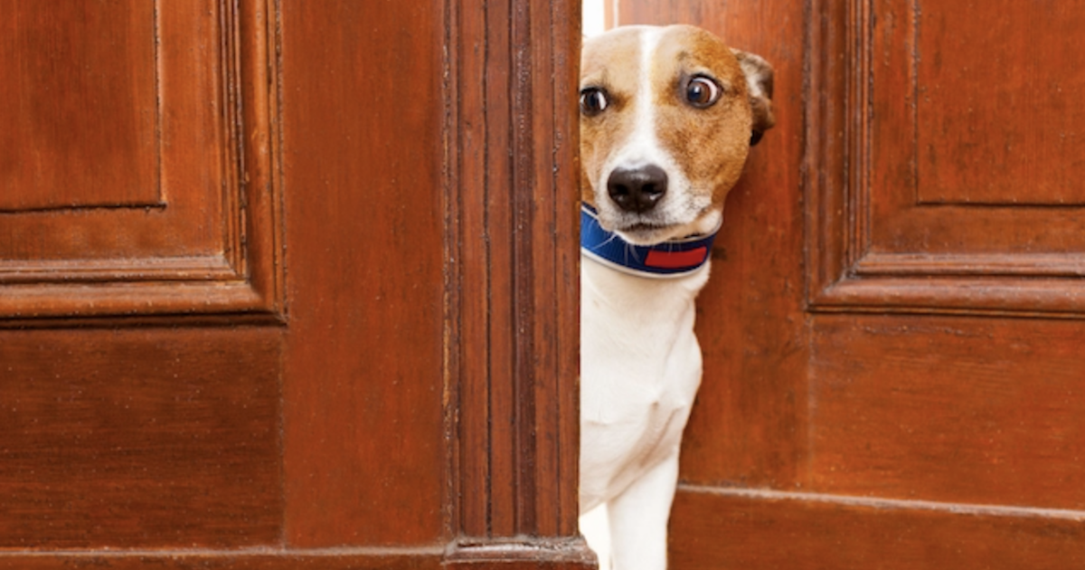 17 Things Humans Do That Dogs Dislike