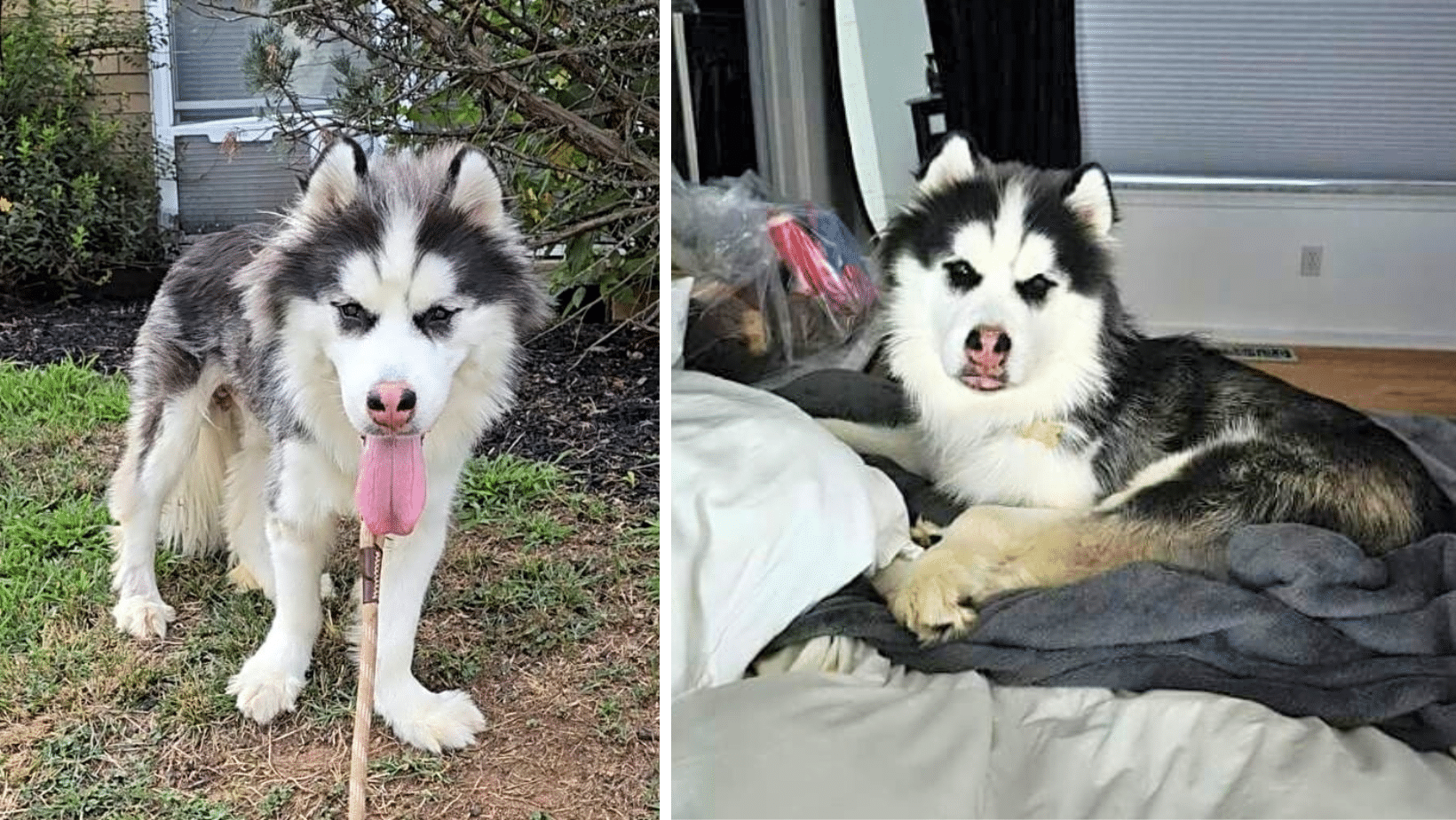 Gentle Giant Spent His Entire Life Crouched In A Small Crate