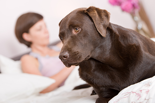 5 Incredible Things Dogs Can Sense Before They Happen
