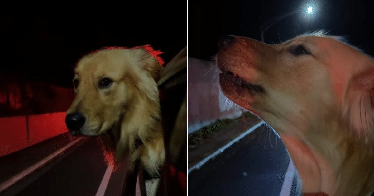 Golden Retriever Stuns Internet With Passionate Siren Performance