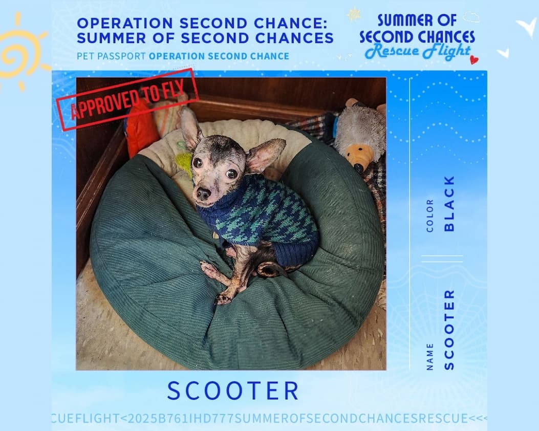 Name SCOOTER - Color BLACK