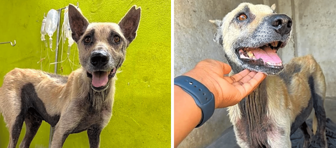 Anil's Hairless Skin Was Like Leather As He Suffered On The Street