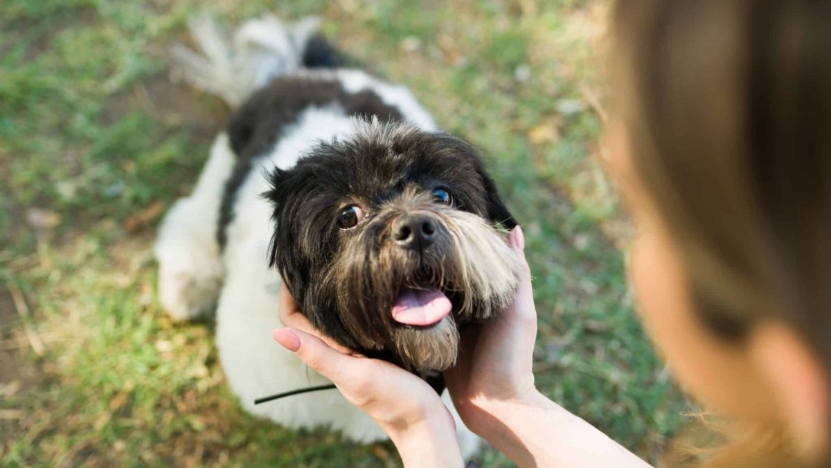 13 Dog Breeds That Can’t Handle Sharing Attention