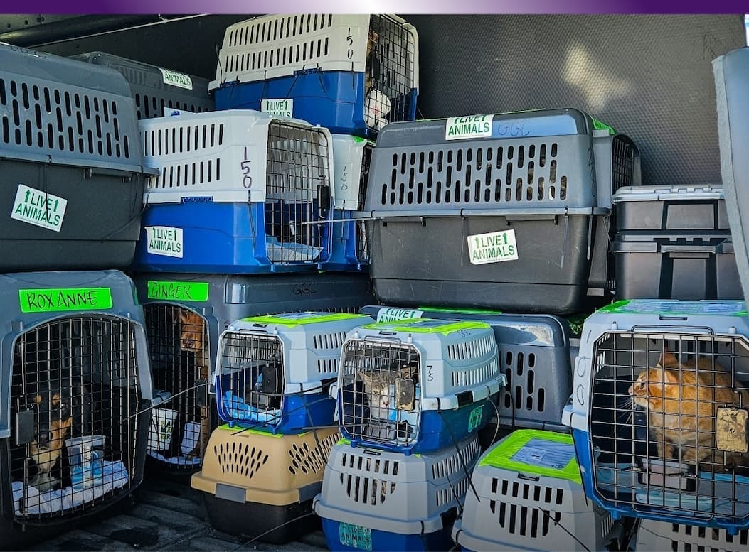 Every Purchase Helps Feed Hungry Shelter Dogs