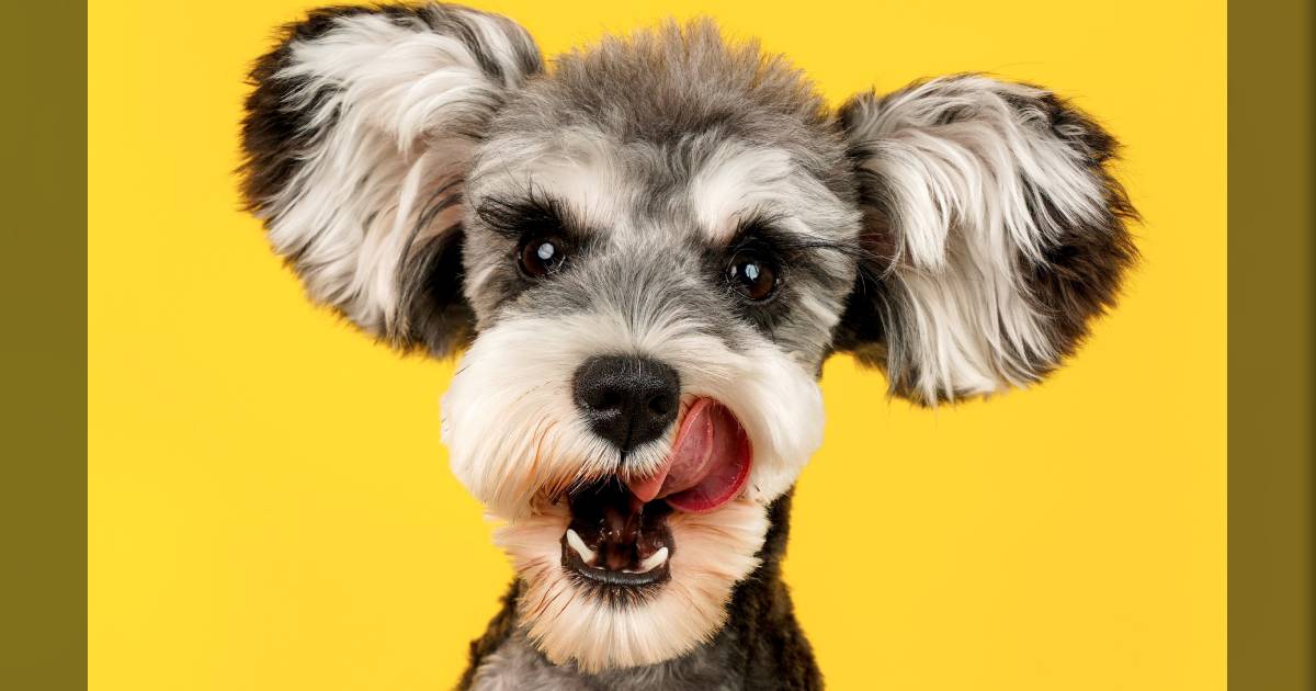 The 8 Best Dog Clippers For Home Use